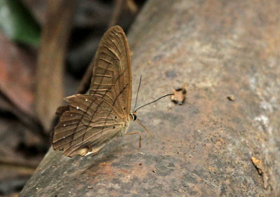 Butterfly-Rio-Bigal2.jpg