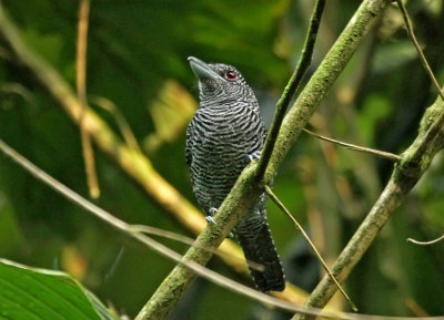 Fasciated Antshrike