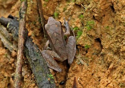 Pristimantis peruvianus