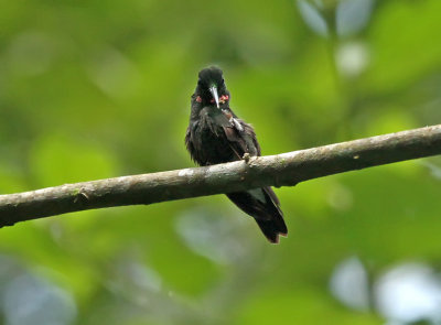 Pink-throated Brilliant