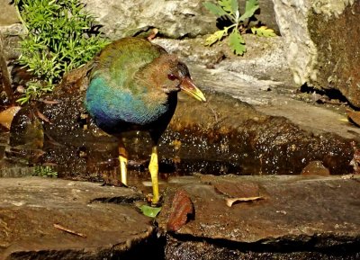 Purple Gallinule