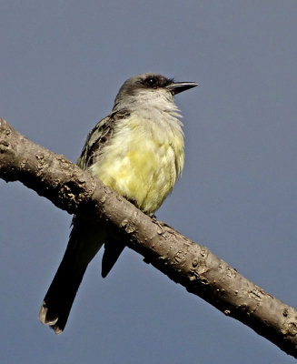 Snowy-throated Kingbird