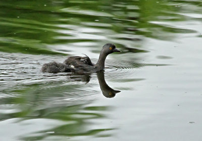 Least Grebe