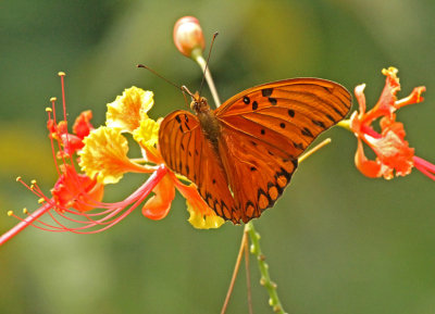 Butterfly Balzar