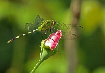 Dragonfly Balzar