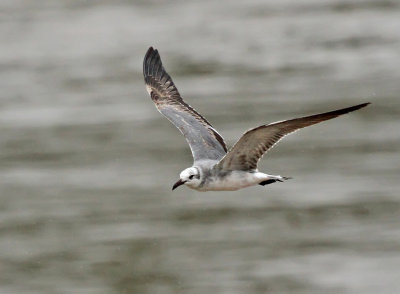 Laughing Gull