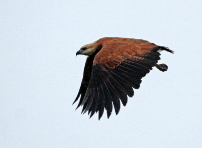 Black-collared Hawk