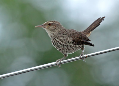 Thrush-like Wren