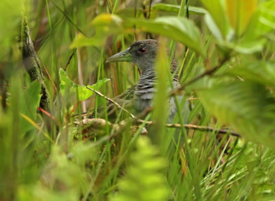 Ash-throated Crake