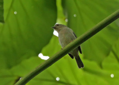 Bicolored Conebill