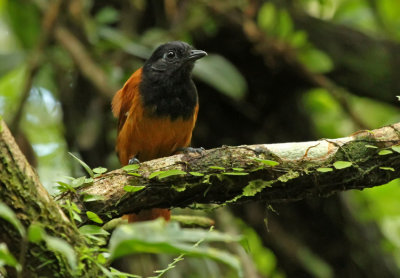 Cocha Antshrike