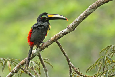 Many-banded Aracari