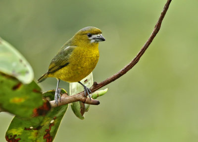 White-lored Euphonia