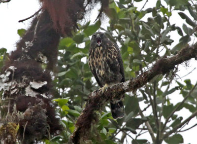 White-rumped Hawk