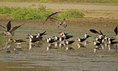 Black Skimmer