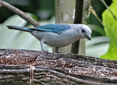 Blue-gray Tanager