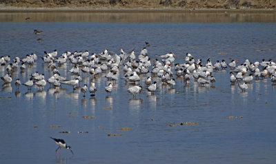 Elegant Tern