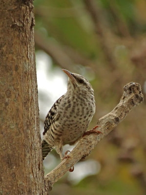 Fasciated Wren