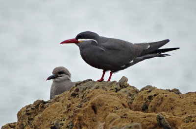 Inca Tern