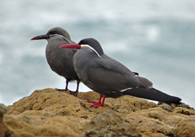 Inca Tern