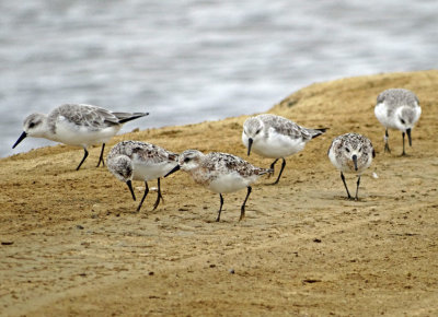 Sanderling