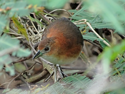 White-throated Crake