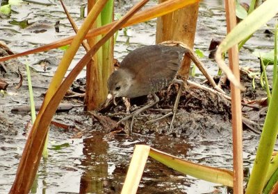 White-throated Crake