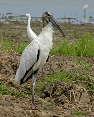 Woodstork