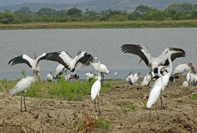 Woodstork