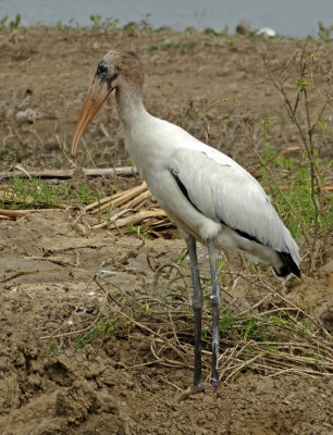 Woodstork