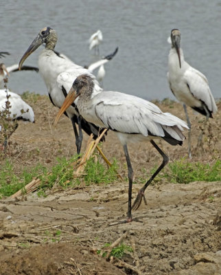 Woodstork