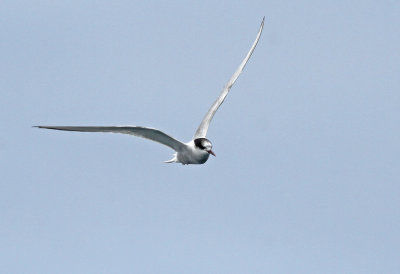 Arctic Tern