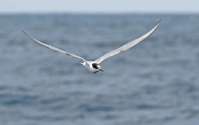 Arctic Tern