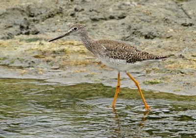 Greater Yellowlegs