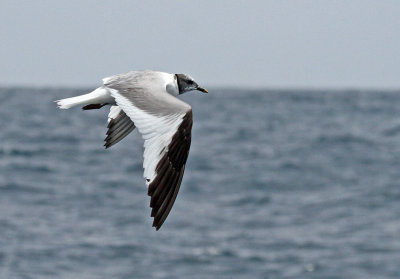 Sabine's Gull