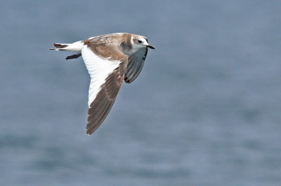 Sabine's Gull