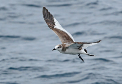 Sabine's Gull