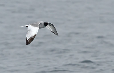 Swallow-tailed Gull