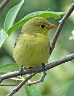 Scarlet Tanager