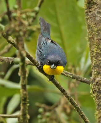 Purplish-mantled Tanager