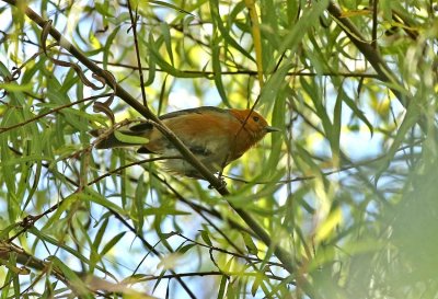 Rufous-chested Tanager