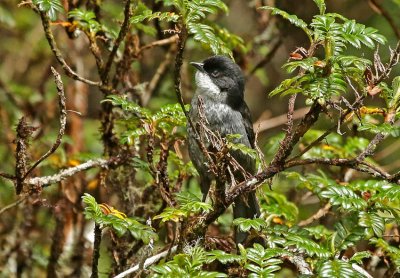 Black-backed Bush-Tanager