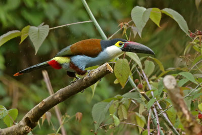 Black-billed Mountain-Toucan