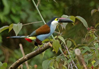 Black-billed Mountain-Toucan