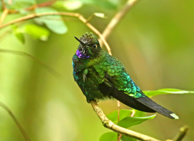 Glowing Puffleg