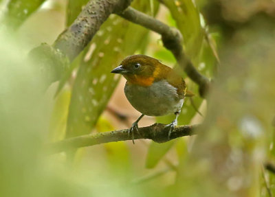 Yellow-whiskered Bush-Tanager
