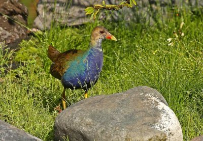 Purple Gallinule