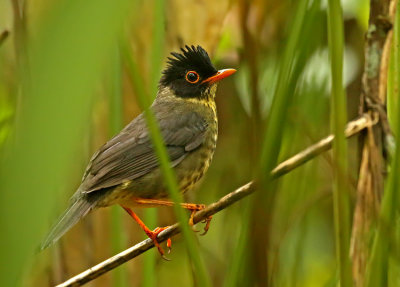 Spotted Nightingale-Thrush