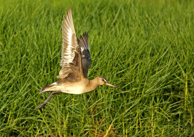 Hudsonian Godwit