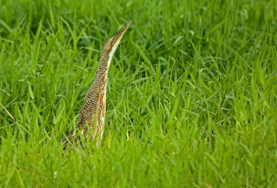 Pinnated Bittern